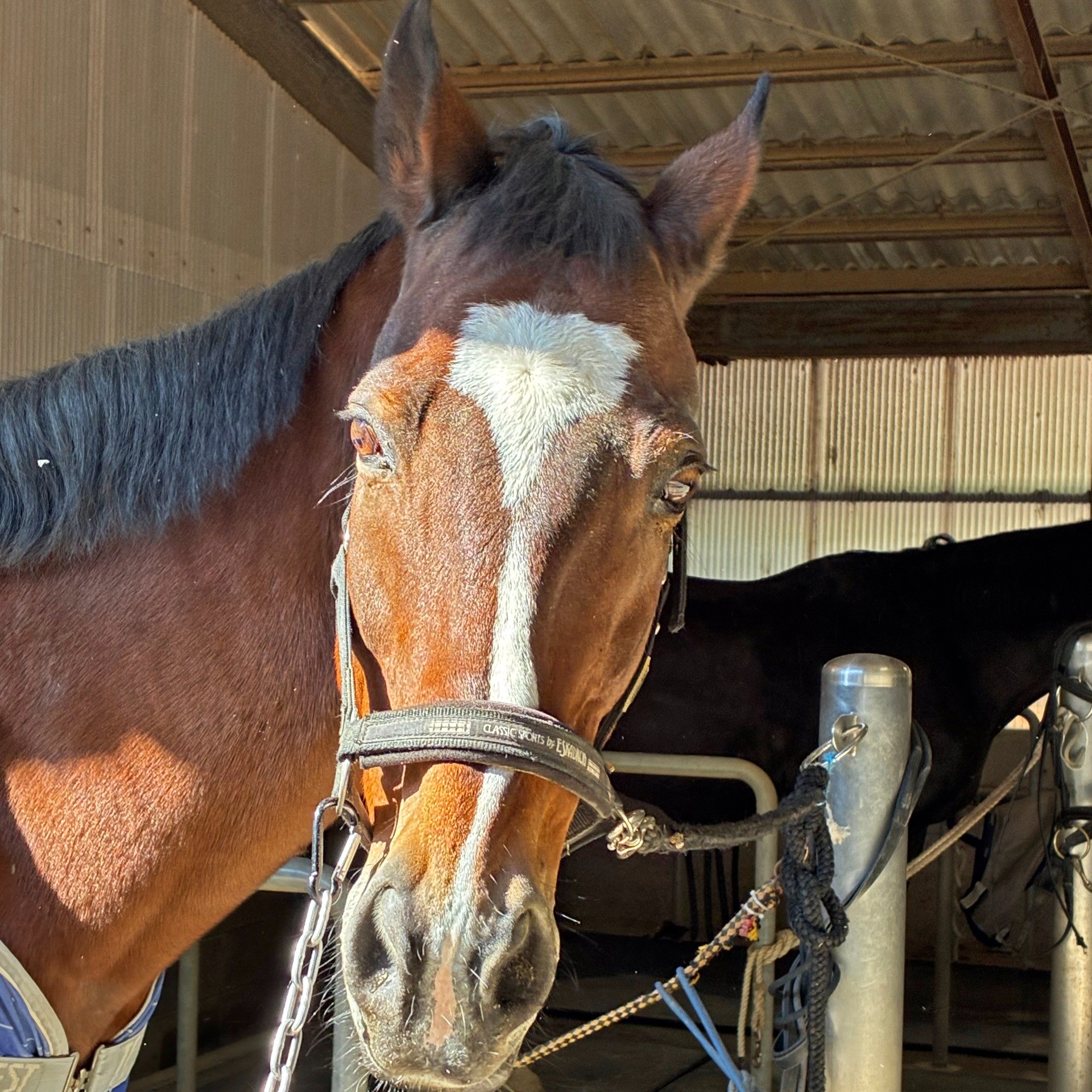 【新FHのお知らせ】エーシンホワイティが「ナイスネイチャ・35歳のバースデードネーション」受け入れ馬に