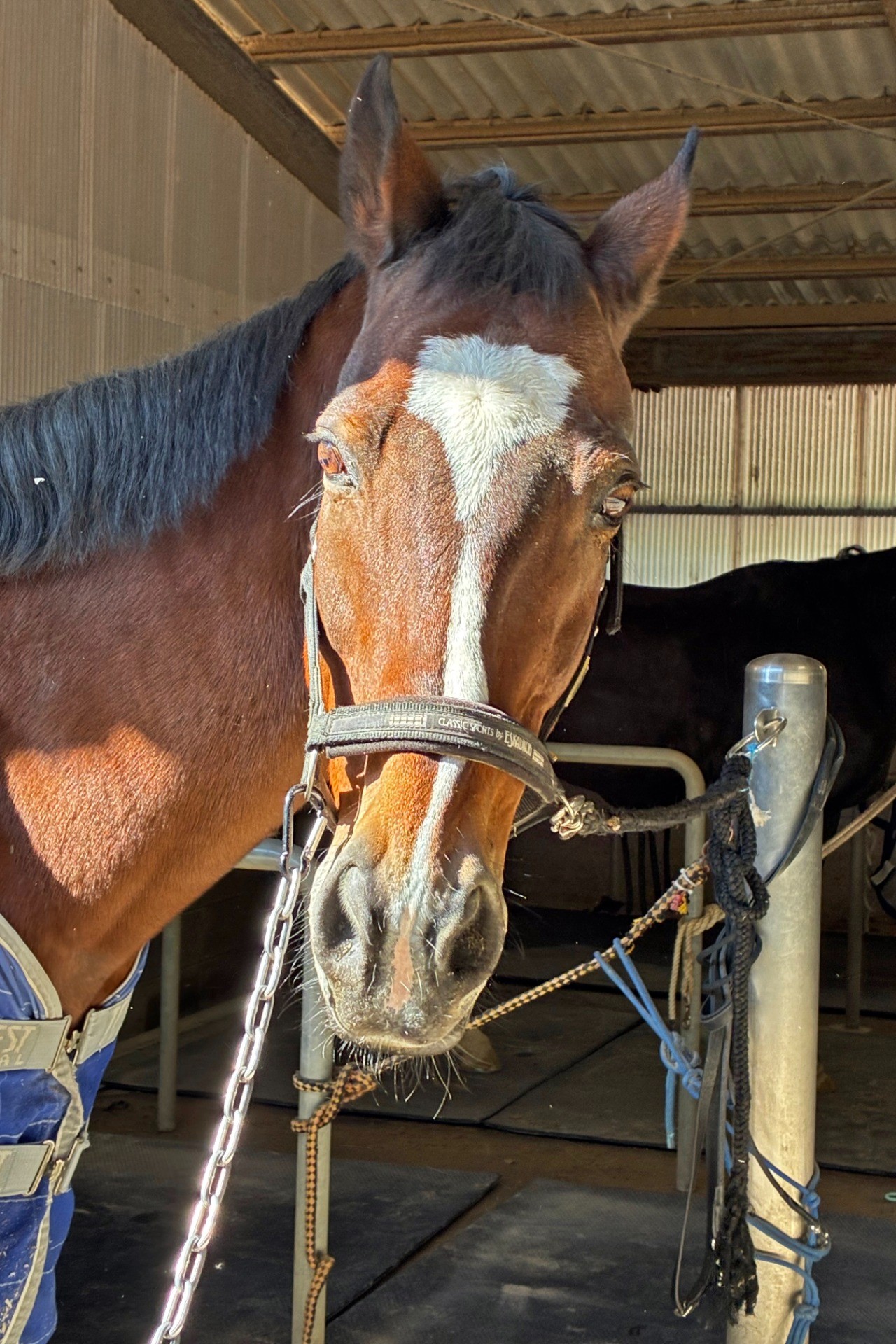 エーシンホワイティ