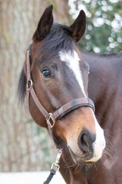 バンダムテスコ