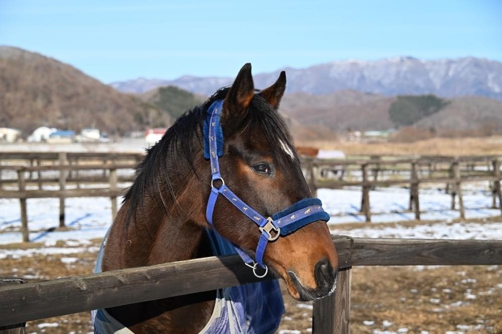 バルドルだより