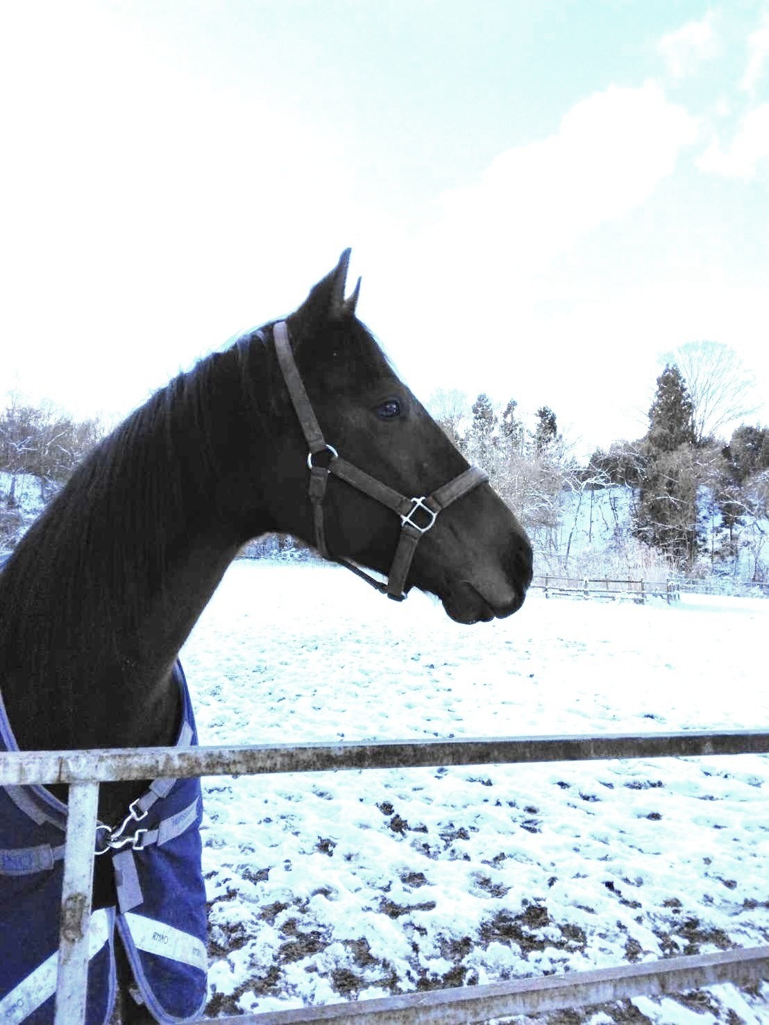 12月から新年にかけてのご報告