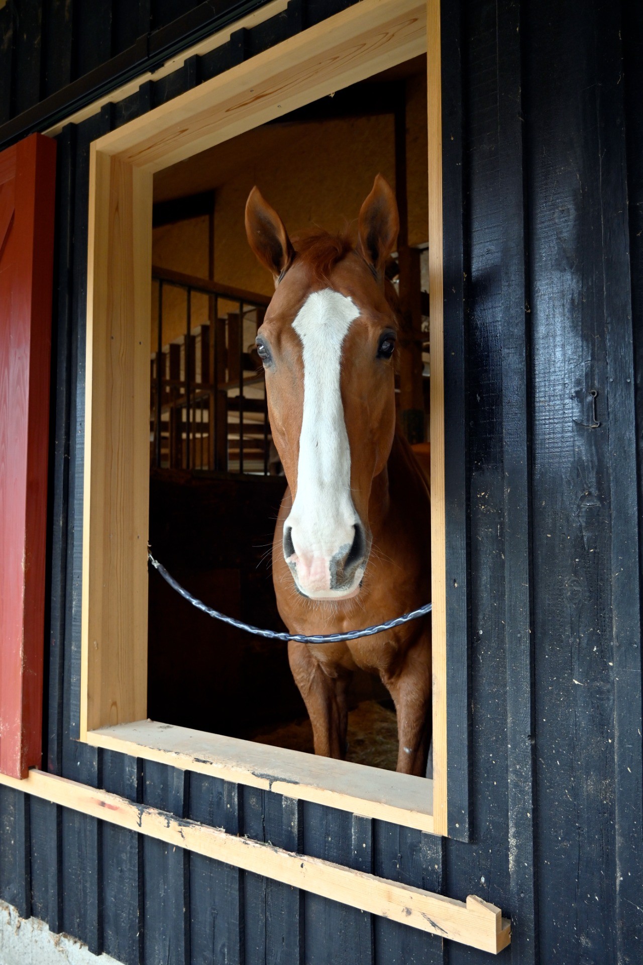 クレスコグランド　18歳の誕生日おめでとう！