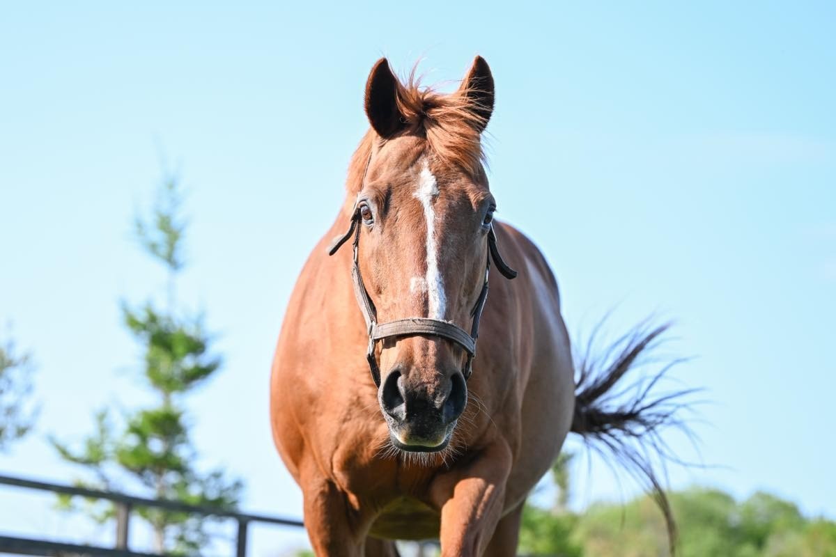 ライラプス　24歳の誕生日おめでとう！ 