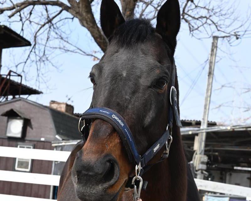 ジンギ　近況のご報告