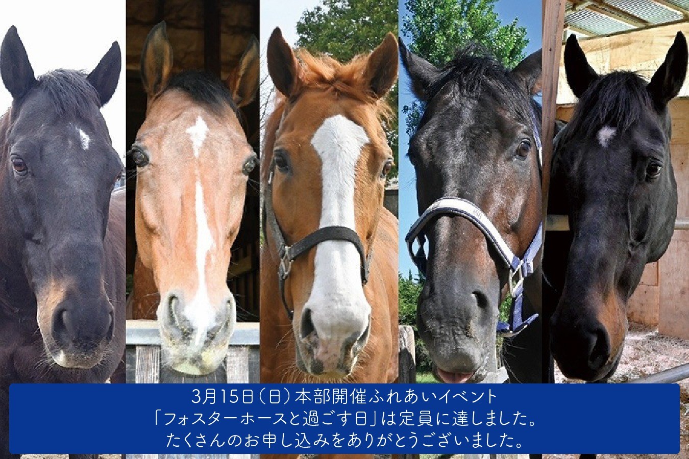 3月15日（日）【会員限定ふれあいイベント】「フォスターホースと過ごす日」※定員に達しました