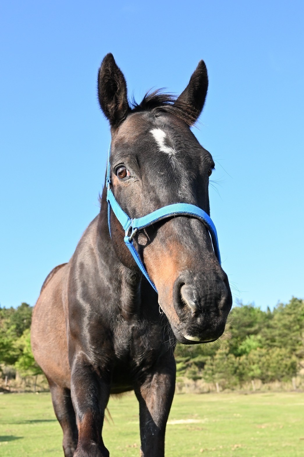 ジェネラルグラント