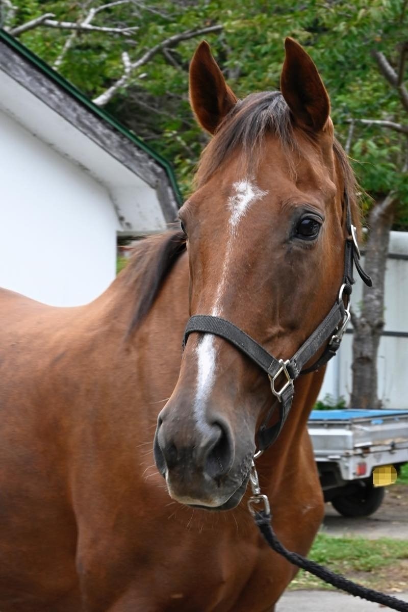 トーホウガイア