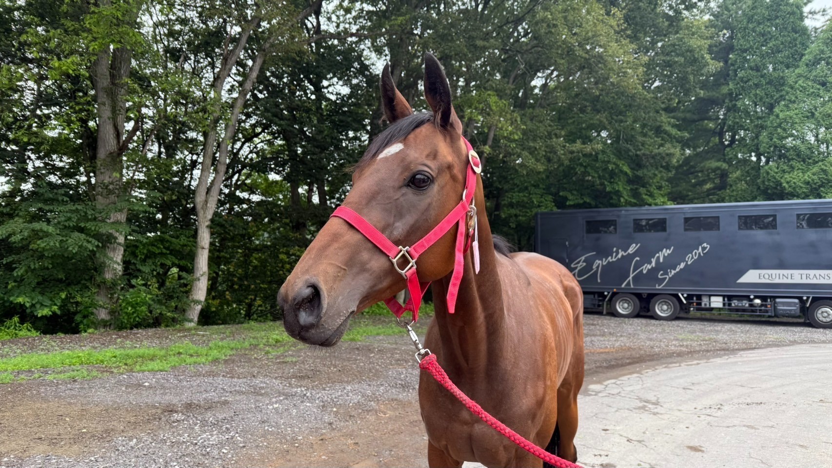 パッションフラワー