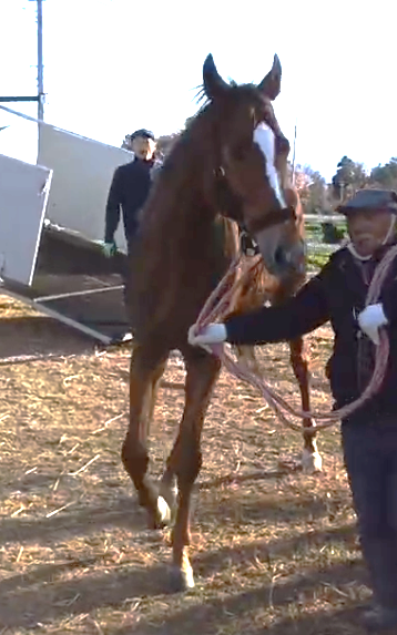 カミノハイペリオン