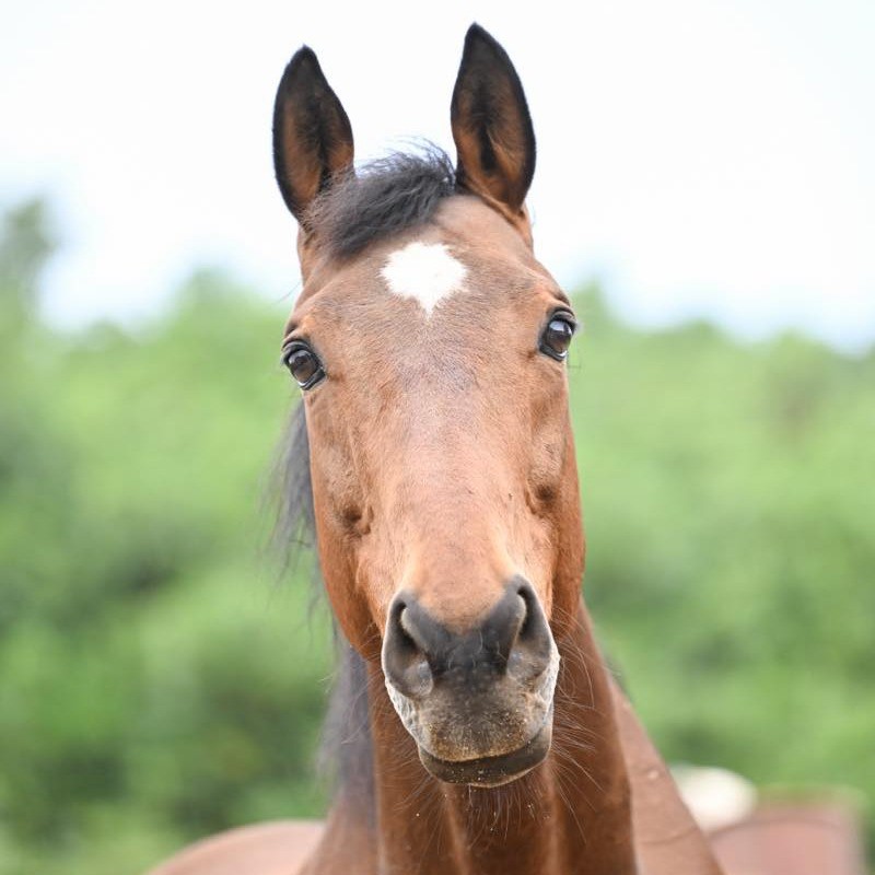 クラリティスカイ　14歳の誕生日おめでとう！