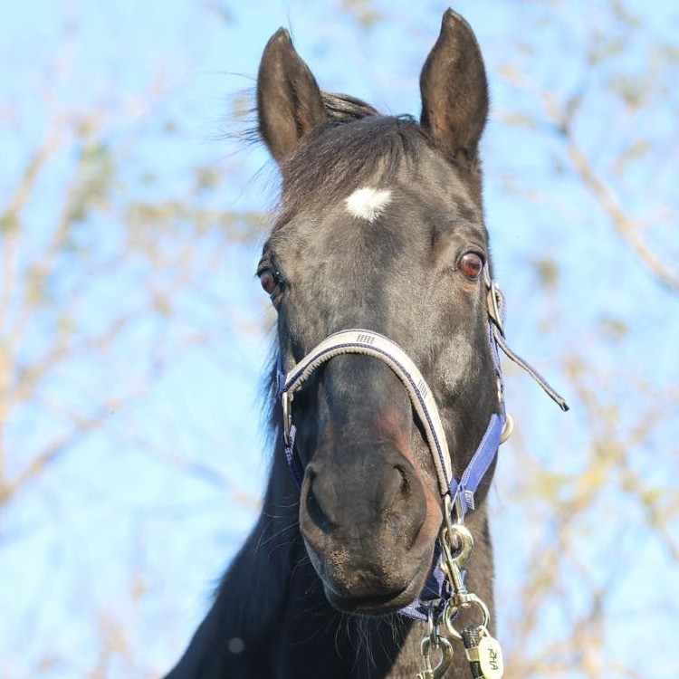 ブラックバゴ　14歳の誕生日おめでとう！ 