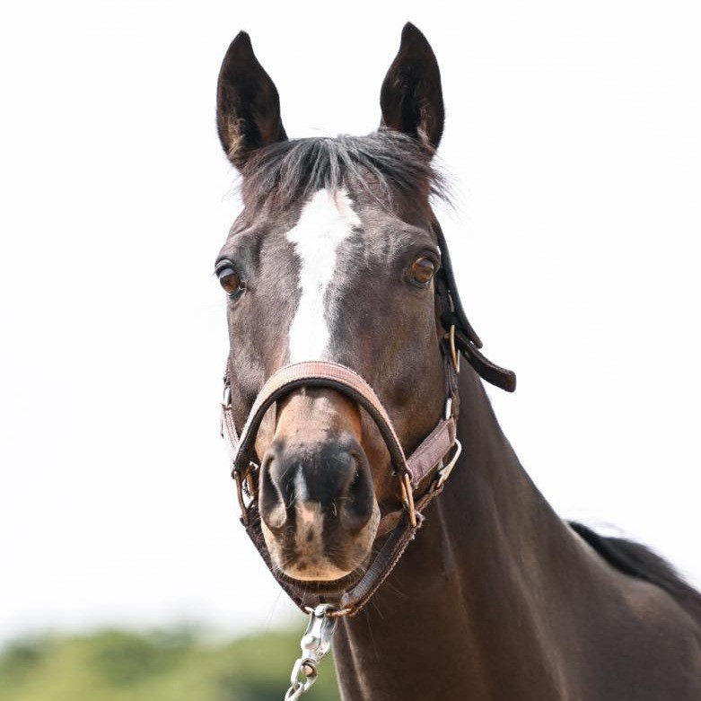ローズプリンスダム　12歳の誕生日おめでとう！ 