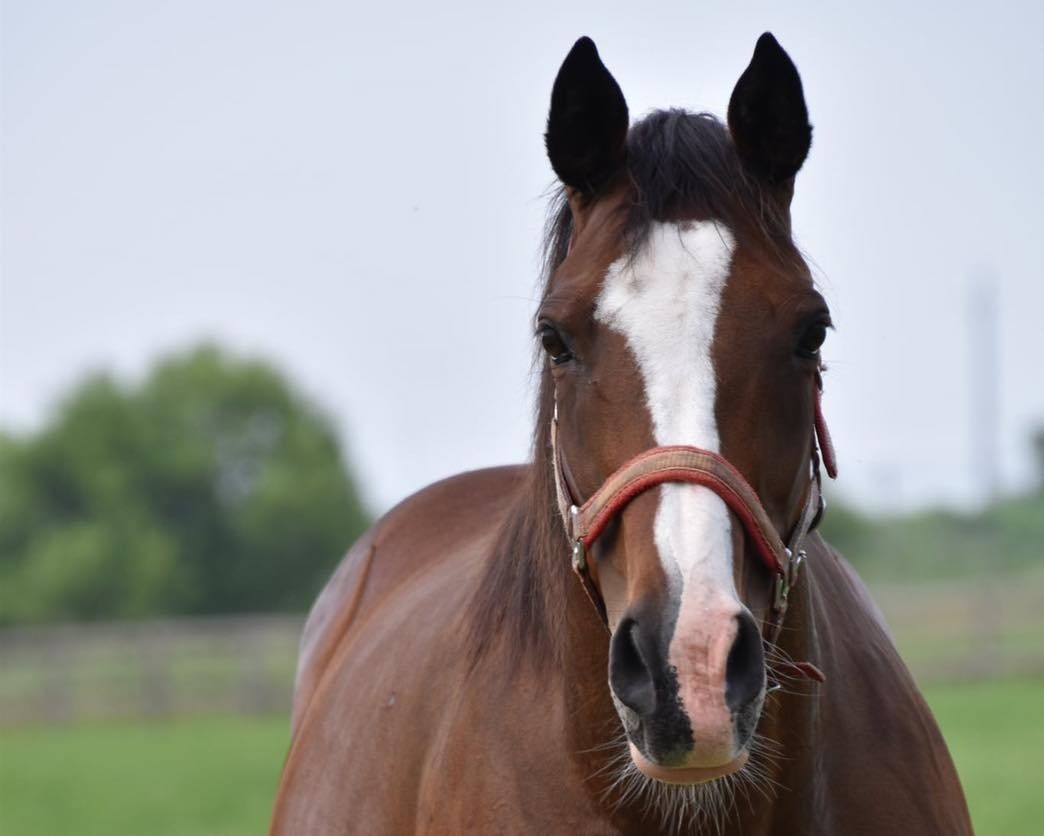 【新FHのお知らせ】マイネリスペクトが「ナイスネイチャ・35歳のバースデードネーション」受け入れ馬に