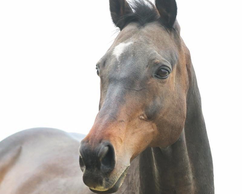 ヴァーゲンザイル　18歳の誕生日おめでとう！