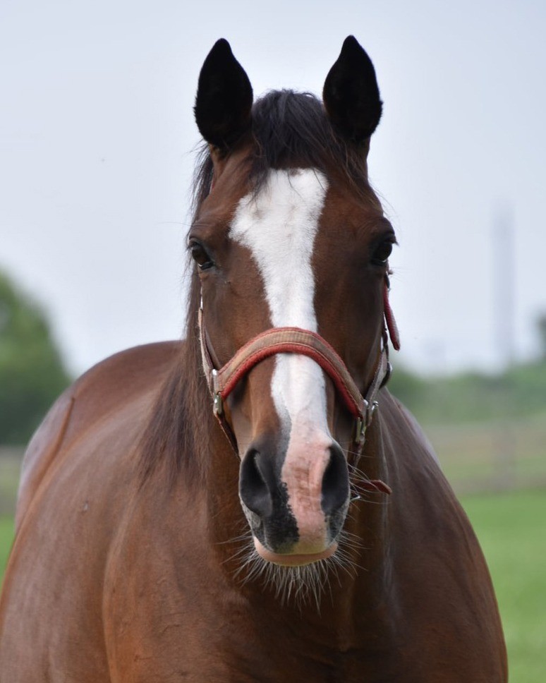マイネリスペクト
