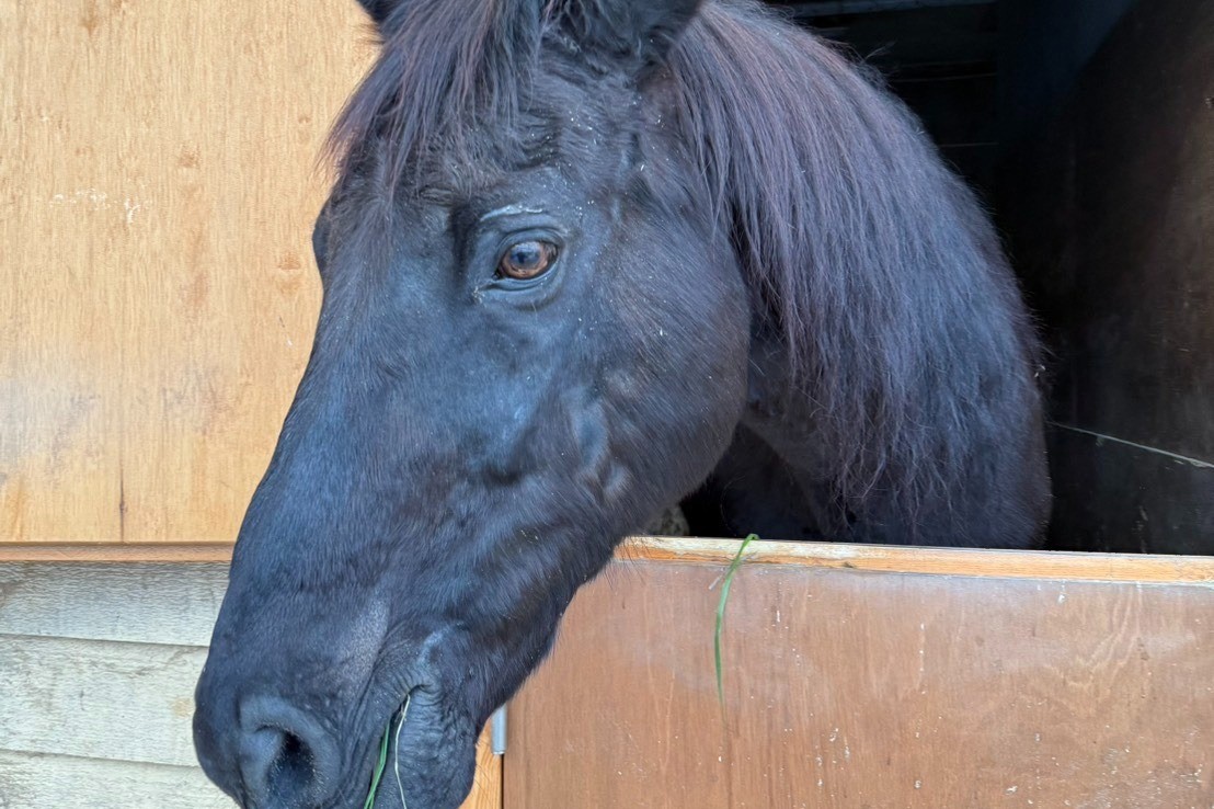 【新FHのお知らせ】グランシュヴァリエが「ナイスネイチャ・35歳のバースデードネーション」受け入れ馬に