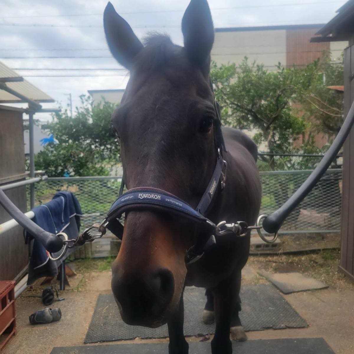 【新FHのお知らせ】ジンギが「ナイスネイチャ・35歳のバースデードネーション」受け入れ馬に