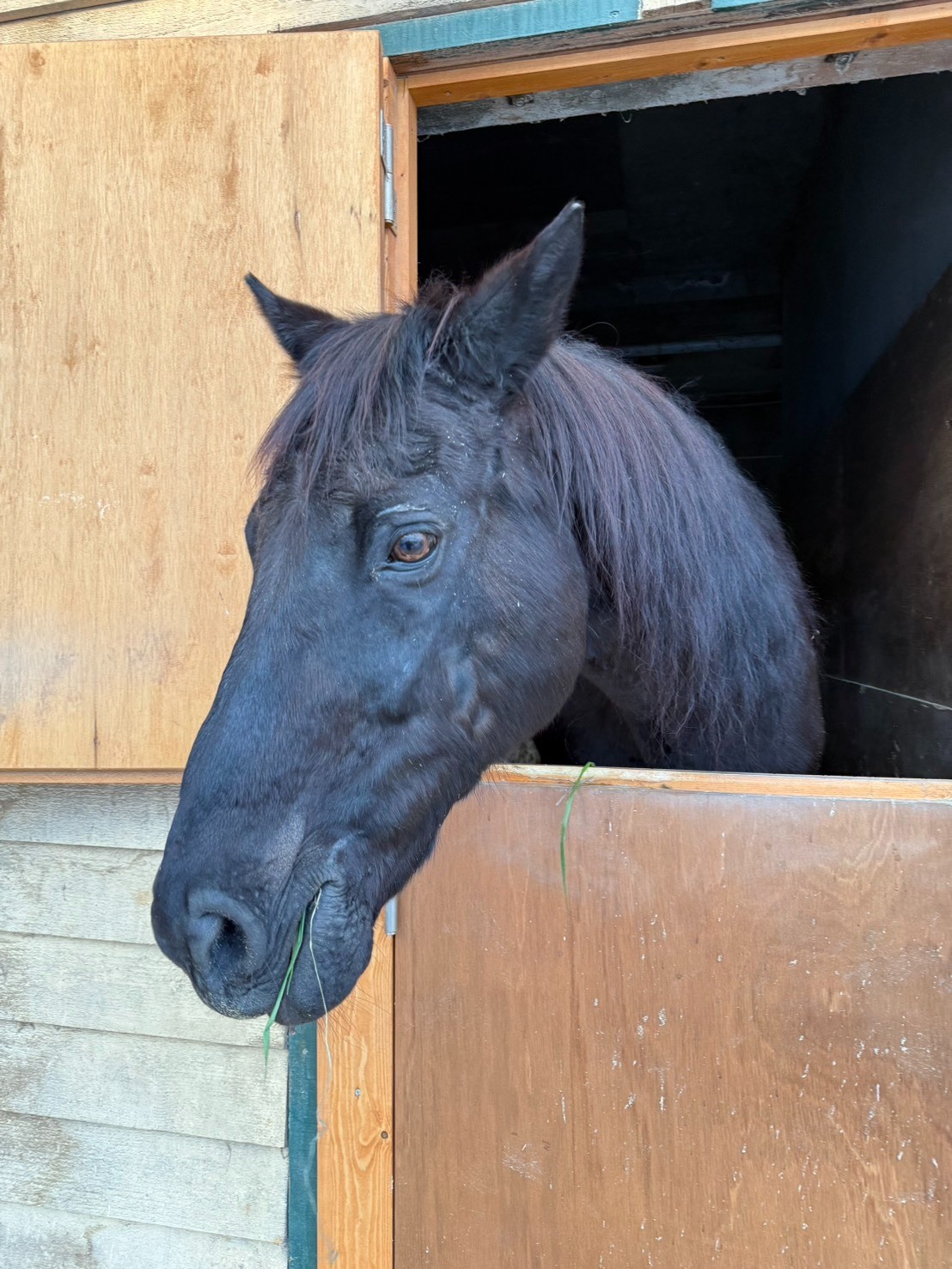 【新FHのお知らせ】グランシュヴァリエが「ナイスネイチャ・35歳のバースデードネーション」受け入れ馬に