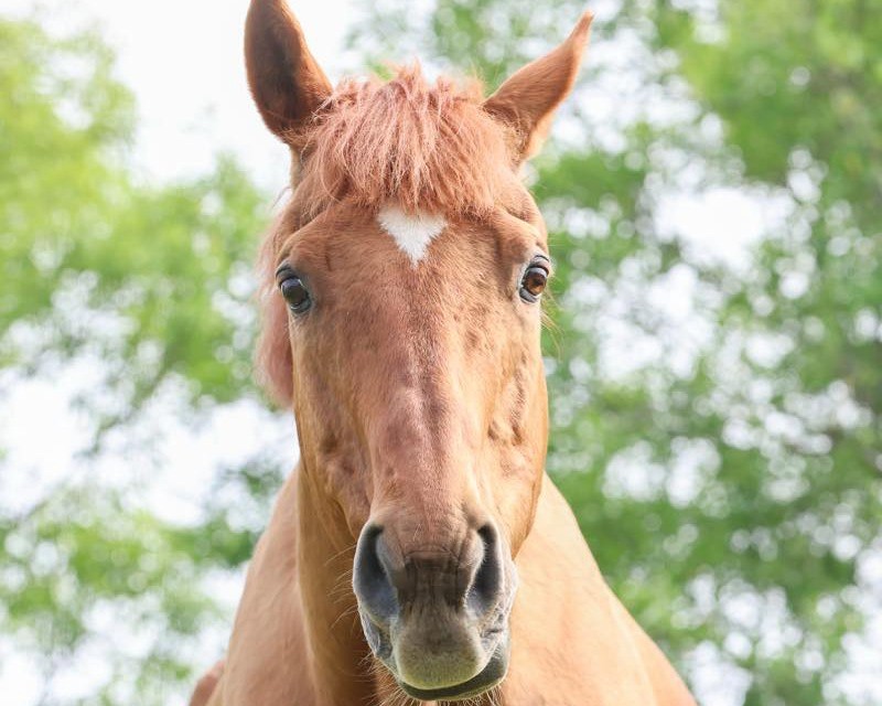 アサクサデンエン　27歳の誕生日おめでとう！