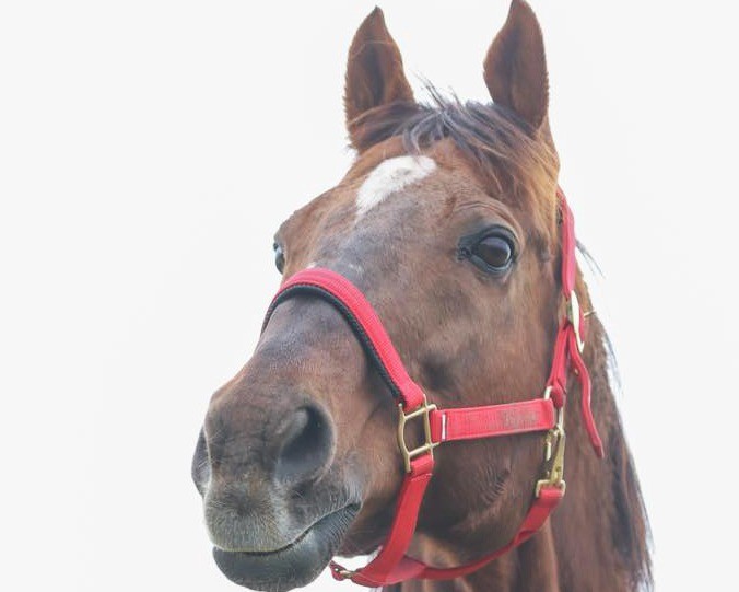 スズカコーズウェイ　22歳の誕生日おめでとう！