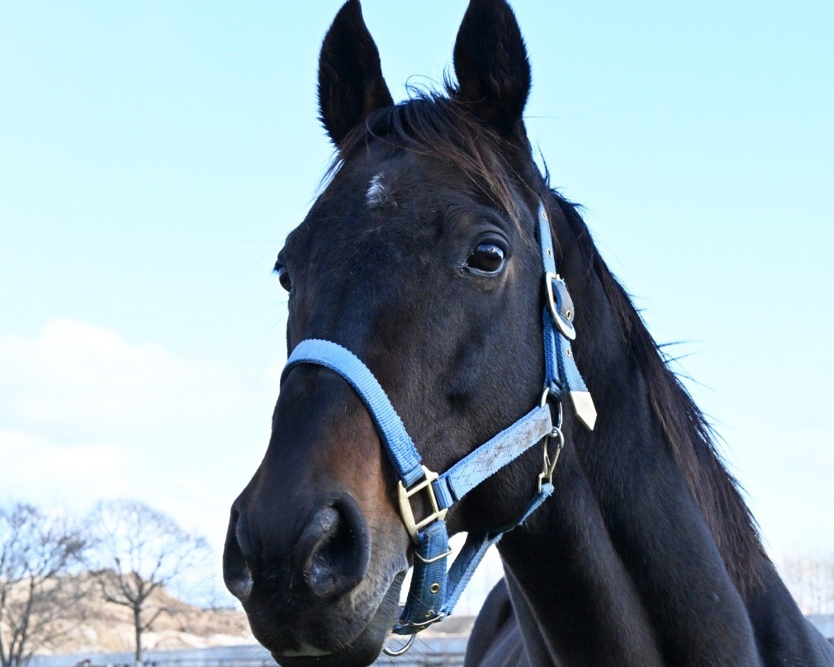 アドミラブル　12歳の誕生日おめでとう！ 