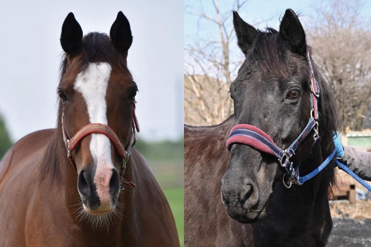 【新FH】マイネリスペクト　グランシュヴァリエ　3月23日（月）12時（正午）FP会員の受け付けを開始します