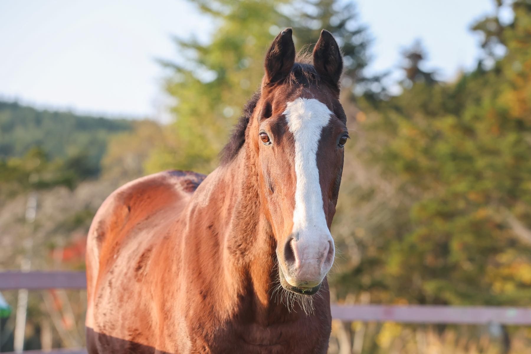 メイショウドトウ　30歳の誕生日おめでとう！