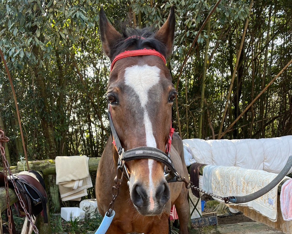 エーシンホワイティ　19歳の誕生日おめでとう！