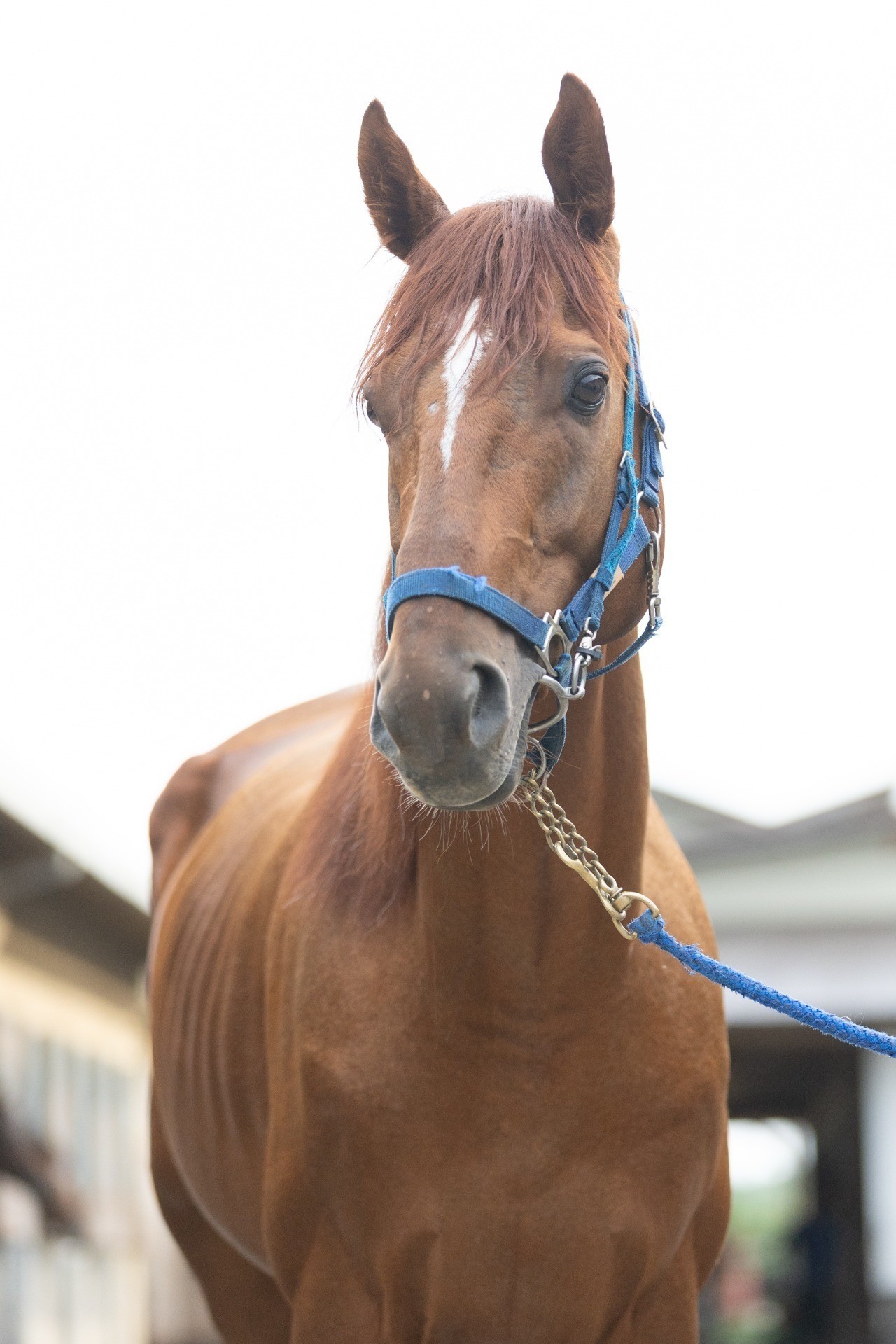 アポロティアモ