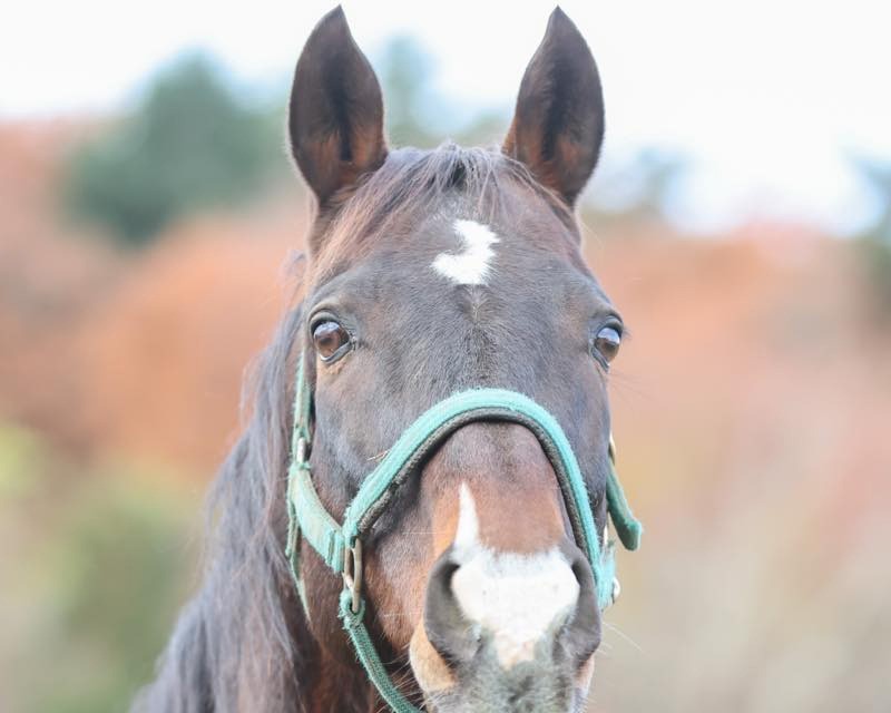 コテツ　19歳の誕生日おめでとう！