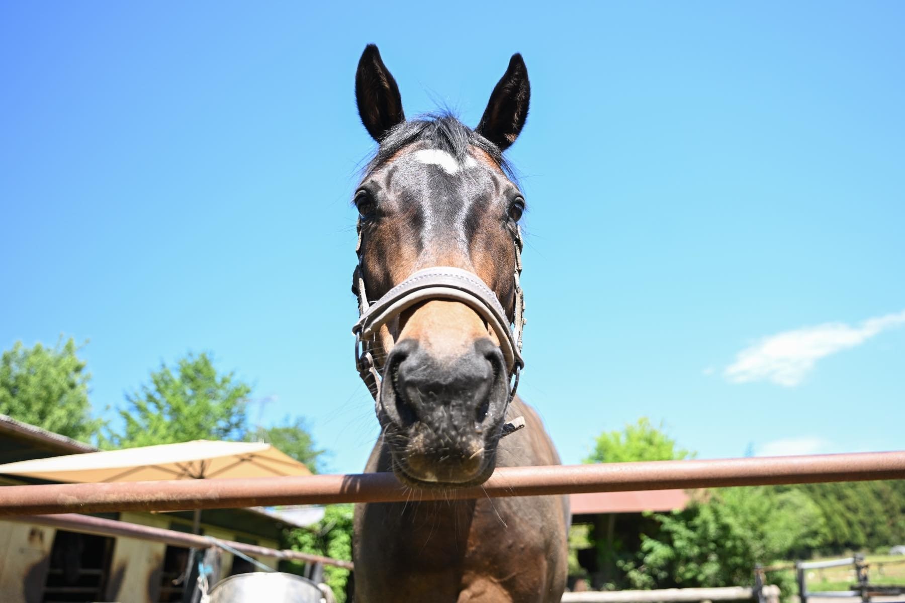 タッチペガサス　8歳の誕生日おめでとう！