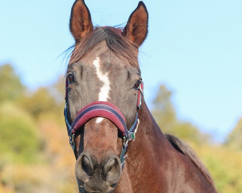 エスワンスペクター　25歳の誕生日おめでとう！ 