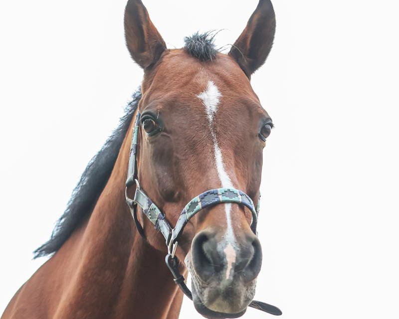 ルックトゥワイス　13歳の誕生日おめでとう！