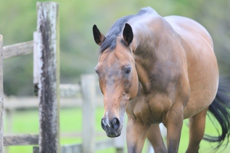 ハリマブライト