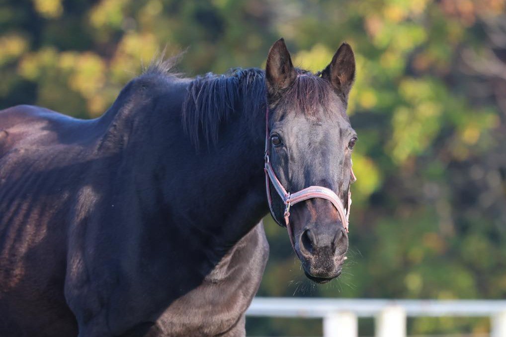テイエムプリキュア　23歳の誕生日おめでとう！ 