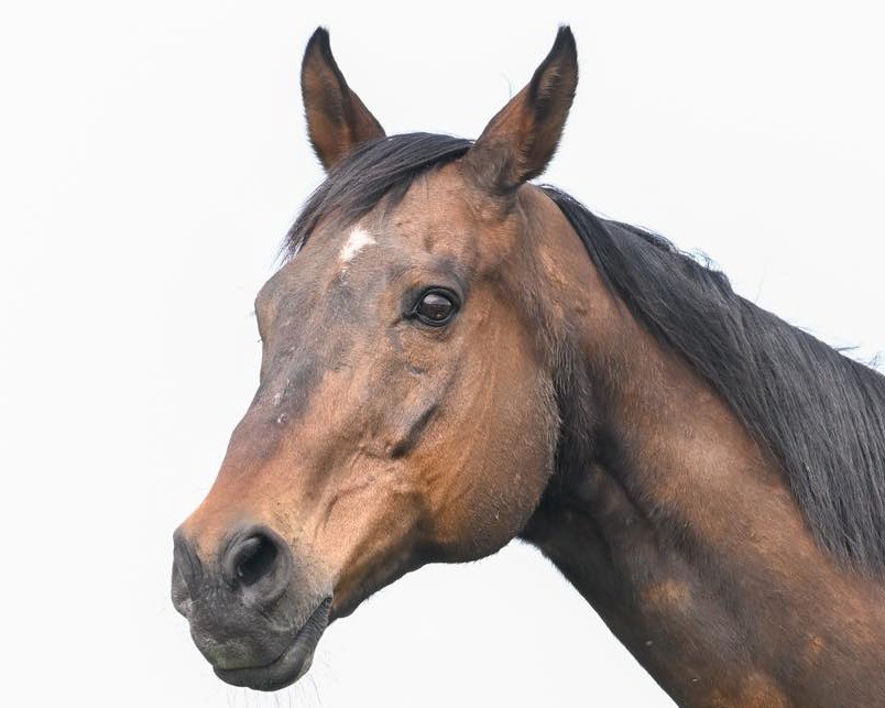 バトルプラン　21歳の誕生日おめでとう！