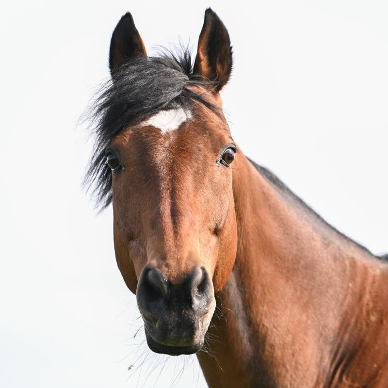 ダノンシャーク　18歳の誕生日おめでとう！