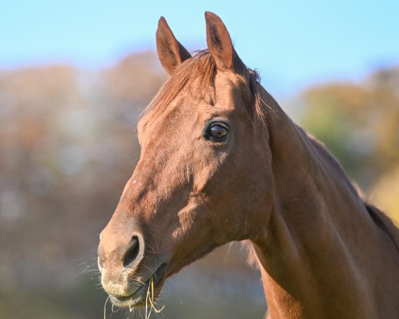 ペルヴィアンリリー　22歳の誕生日おめでとう！