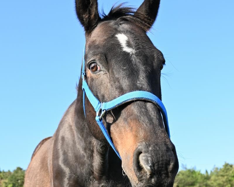 ジェネラルグラント　16歳の誕生日おめでとう！