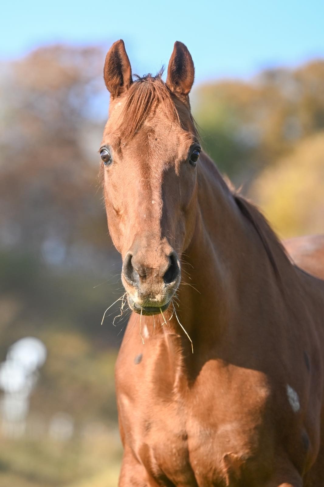 ペルヴィアンリリー