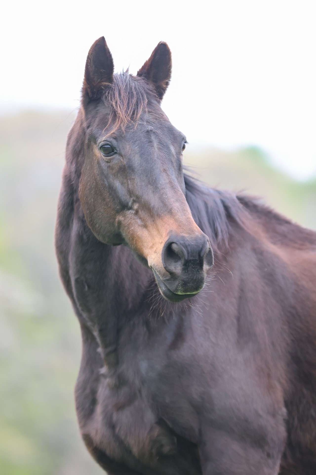 テイエムプリキュア