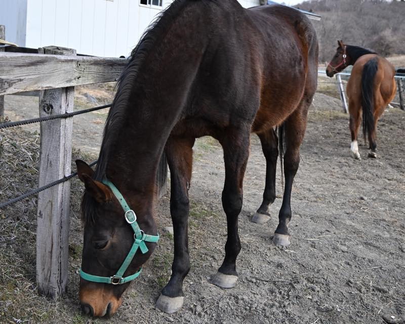 4月 近況のご報告