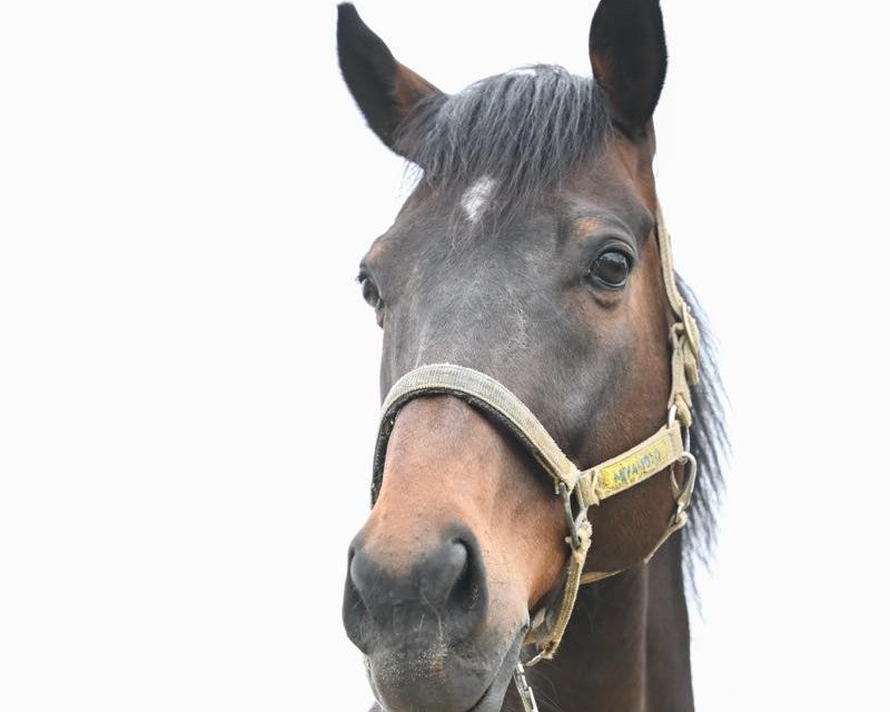 マイネルミシシッピ　11歳の誕生日おめでとう！