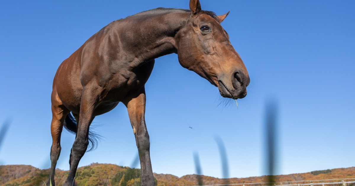 「ナイスネイチャ・35歳のバースデードネーション ／ メモリアル・ドネーション2024/2025」会計報告 