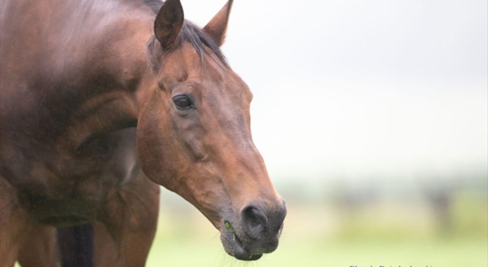 ナイスネイチャバースデードネーション｜認定NPO法人引退馬協会