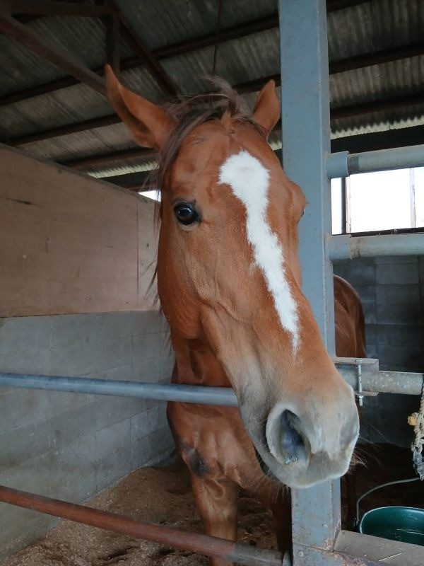 第67期生 カミノハイペリオンが入厩しました