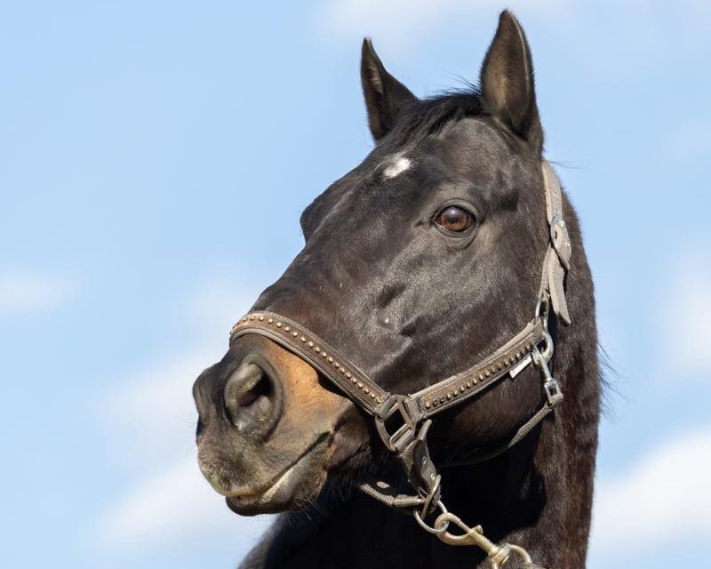 コアレスピューマ　22歳の誕生日おめでとう！