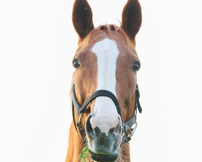 ディープスカイ　21歳の誕生日おめでとう！