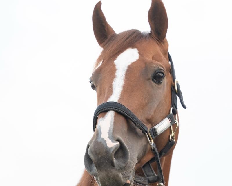 ティーズダンク　9歳の誕生日おめでとう！