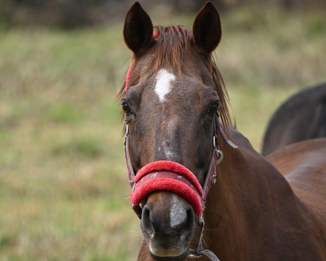 アドマイヤキラメキ　24歳の誕生日おめでとう！